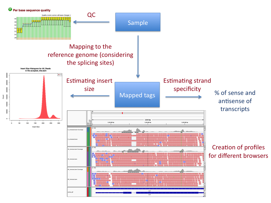 Rna Seq Flowchart Bioinformatics Core Wiki