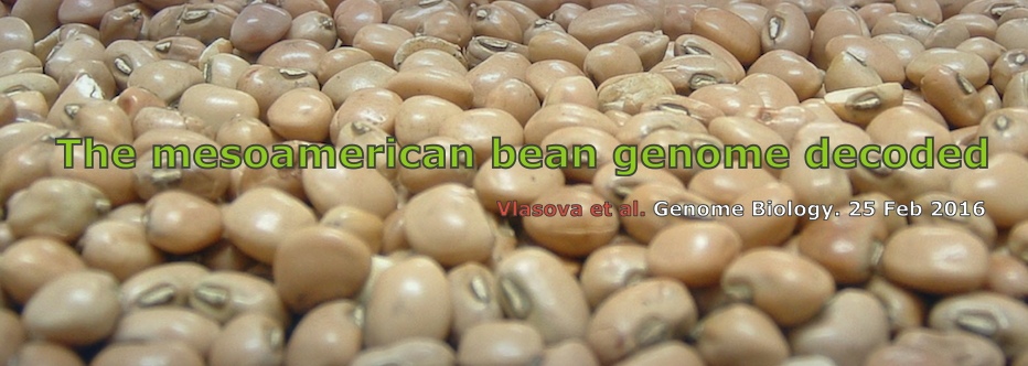 Bean-banner.jpg