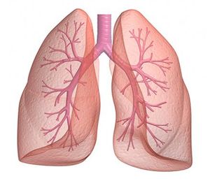 Lung41crop.jpg