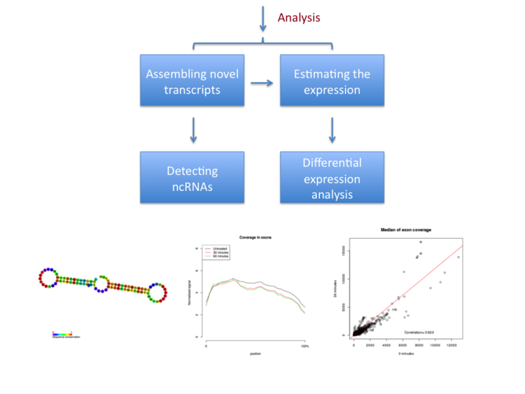 RNASeq flowchart 2.png